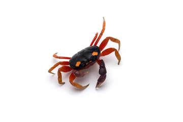Halloween Moon Crab isolated on white background