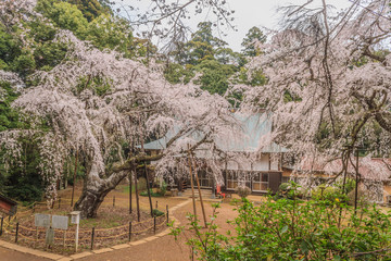 春の福星寺の風景