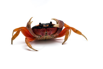 Halloween Moon Crab isolated on white background
