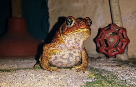 Large reddish brown Cane Toad with mottled beige chest sitting on cement floor in front of a red valve handle and matching red plunger. Found in a garden in Puerto Rico at night time.