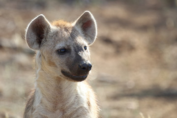 Tüpfelhyäne / Spotted Hyaena / Crocuta crocuta.