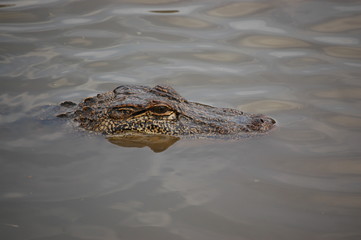 An alligator at Avery Island, home of the Tabasco sauce, Louisiana, USA