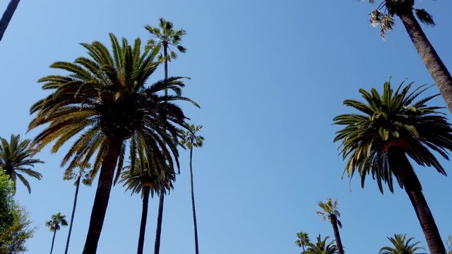 Driving through Beverly Hills with its palm trees