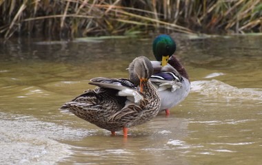 A pair of mallard ducks preening, standing in water, grass in background.