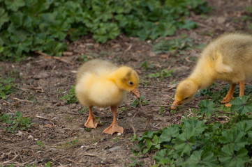 Yellow goose cubs drink water in the yard.Little domestic animal