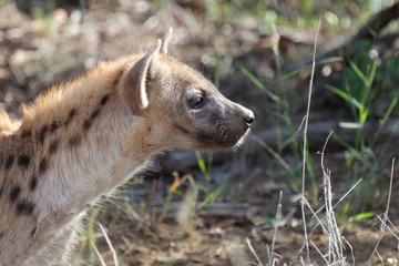 Tüpfelhyäne / Spotted hyaena / Crocuta crocuta