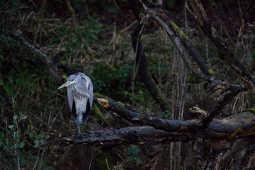 Heron on branch