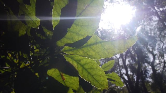 A shot showing the intricate details of Kauri Tree leaves before continuing to slide towards the left and revealing sun rays dancing between the branches of trees in the background.