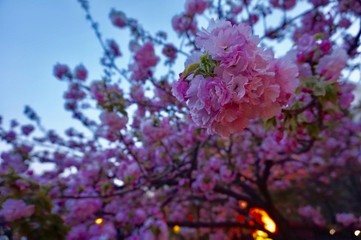 Obraz premium 大阪の造幣局の夜の桜，通り抜け