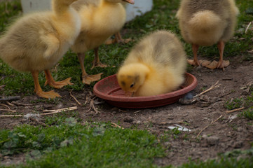 Yellow goose cubs drink water in the yard.Little domestic animal