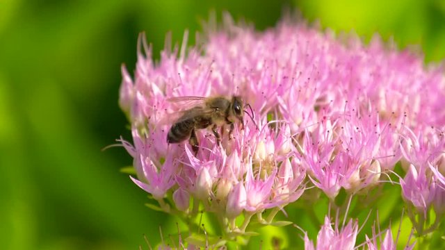 Macro of bee gathering pollen from Milkweed in field. Bee collects nectar on blossom pink flower with many pollen. Slow motion.