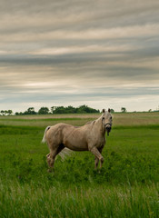 White Horse Poses in Country Field