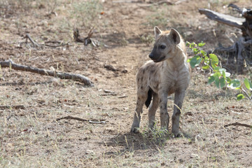 Tüpfelhyäne / Spotted Hyaena / Crocuta crocuta.