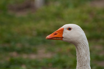 Adult white goose in the yard.Domestic animal