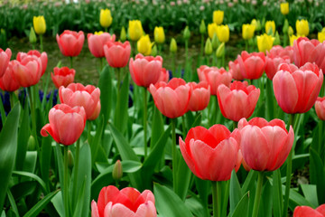 field of red pink and yellow tulips
