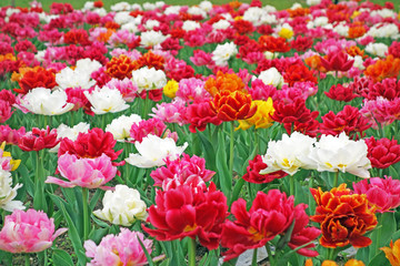 field of colorful tulips