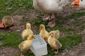White goose with yellow cubs in the yard.Domestic animal