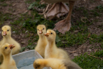 Yellow goose cubs drink water in the yard.Little domestic animal