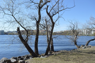 Obraz na płótnie Canvas långholmen, stockholm, nature, trees, water, blue sky.