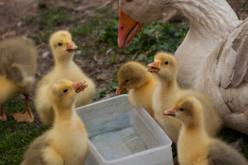 White goose with yellow cubs in the yard.Domestic animal