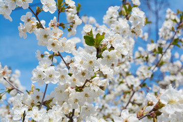 Delicate white blooming cherry flowers in the spring garden. Blossoming fruit tree.