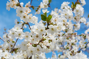 Obraz premium Delicate white blooming cherry flowers in the spring garden. Blossoming fruit tree.