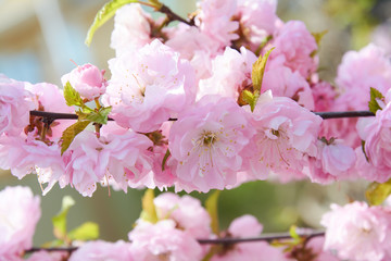 Delicate pink flowers of blossoming Japanese cherry in the spring garden. Blossoming sakura tree.