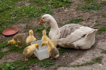 White goose with yellow cubs in the yard.Domestic animal