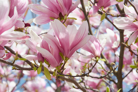 Delicate pink flowers of blossoming magnolia in the spring garden. Blossoming magnolia tree.