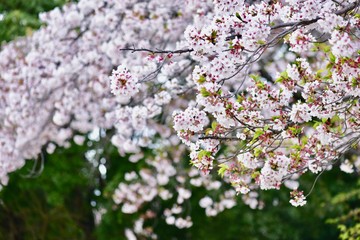 日本の春の満開の桜の花
