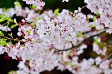 日本の春の満開の桜の花