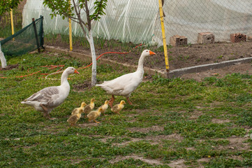 White goose with yellow cubs in the yard.Domestic animal