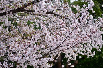 日本の春の満開の桜の花