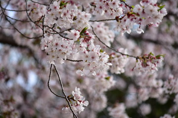 日本の春の満開の桜の花