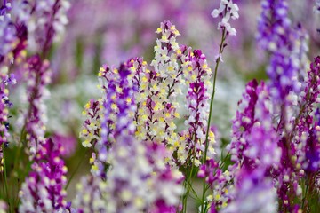 日本の春の満開の桜の花