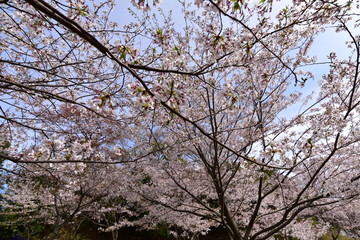 日本の春の満開の桜の花