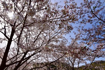 日本の春の満開の桜の花