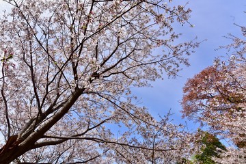 日本の春の満開の桜の花