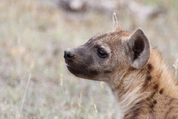 Tüpfelhyäne / Spotted Hyaena / Crocuta crocuta.