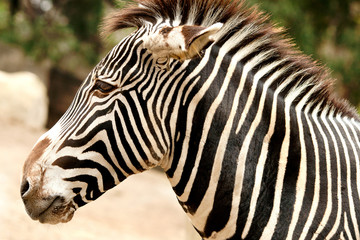 Fototapeta na wymiar Zebra Side Close Up Portrait