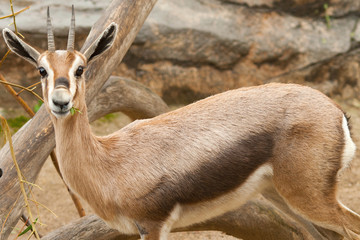 Antelope Close Up Looking at the Camera