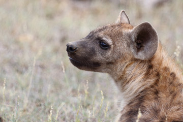 Tüpfelhyäne / Spotted Hyaena / Crocuta crocuta.