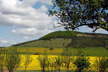 Rhoen - Rapeseed field, Agriculture