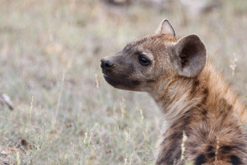 Obraz premium Tüpfelhyäne / Spotted Hyaena / Crocuta crocuta.