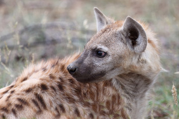 Tüpfelhyäne / Spotted Hyaena / Crocuta crocuta.