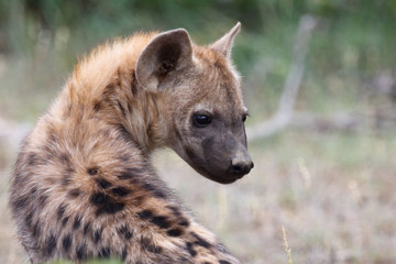 Tüpfelhyäne / Spotted Hyaena / Crocuta crocuta.