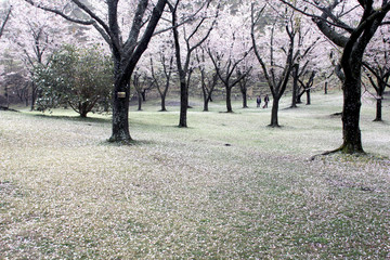 Cherry blossom at Sakuranosato Park in Izu peninsula