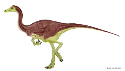 Fotobehang ドロミケイオミムス。オルニトミムス科の恐竜。白亜紀後期の北米に生息していた。全長は3.5メートル程度。昆虫や植物を主食にした雑食性であった。特徴は10個の頸椎で構成される柔軟な首とイラストのような大きい目。時速70キロメートルを超える脚力。同時期に生息していたティラノサウルスなどの大型の肉食恐竜から逃れるための走力と視力を持っていた。 © Mineo
