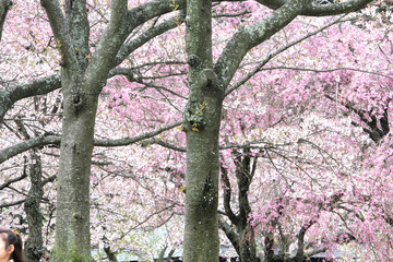 Cherry blossom at Sakuranosato Park in Izu peninsula