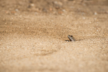 Leiolepis  belliana , Small-scaled lizards